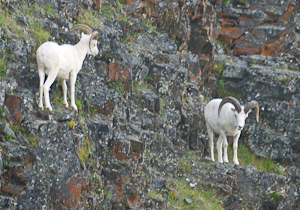 Dall's sheep