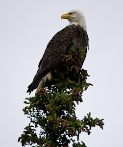 bald eagle