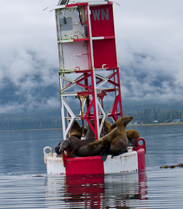 sea lions