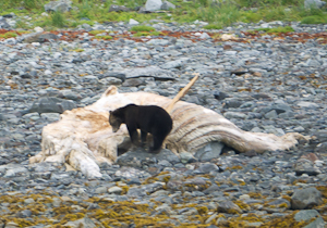 bear whale carcass